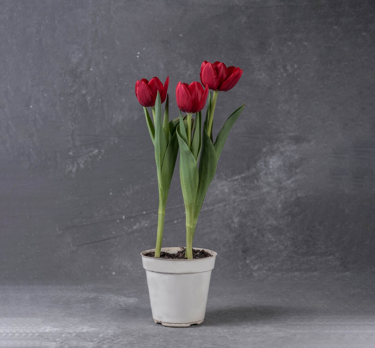 Plata de Tulipanes 
