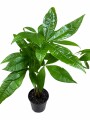 MONEY TREE (PACHIRA AQUATICA) MONEY TREE (PACHIRA AQUATICA)