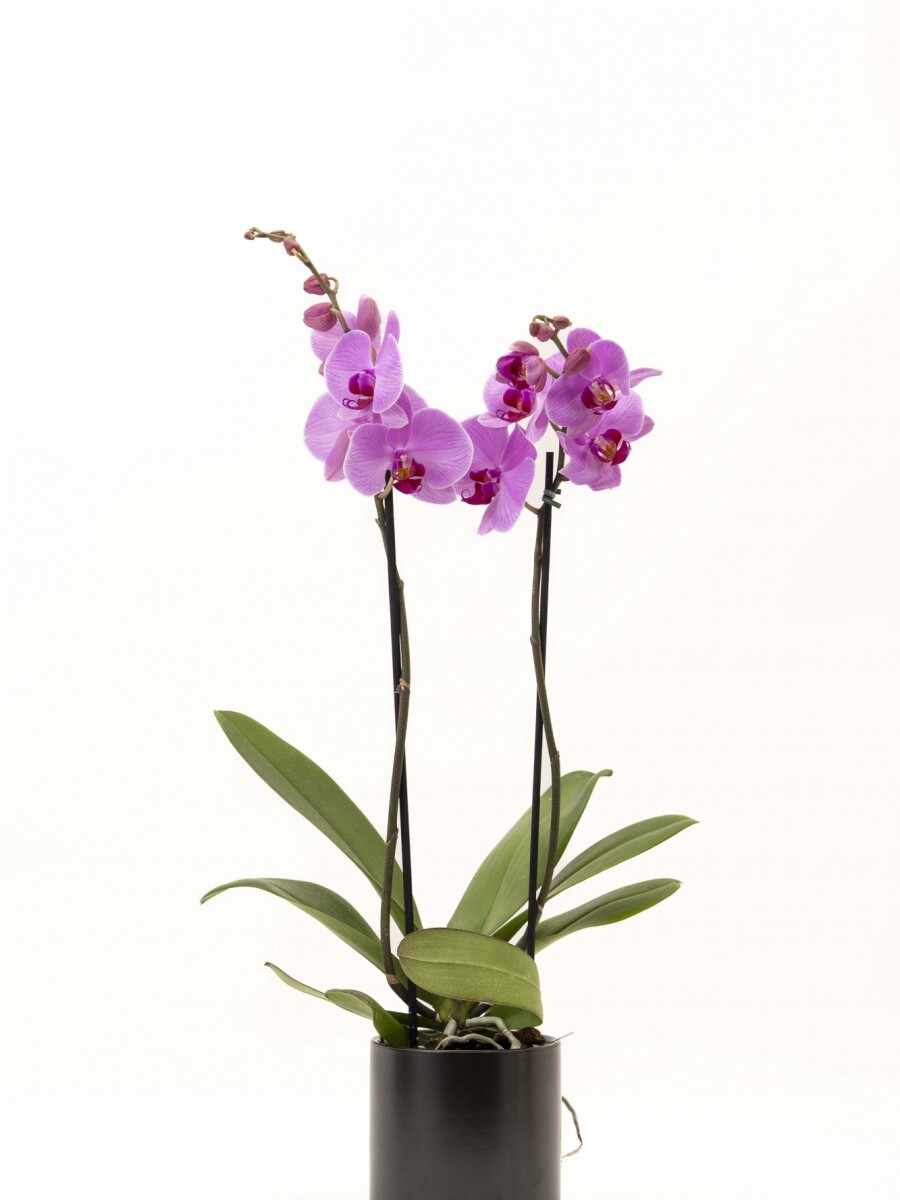 ORQUIDEA CON MACETA MINIMALISTA NEGRA