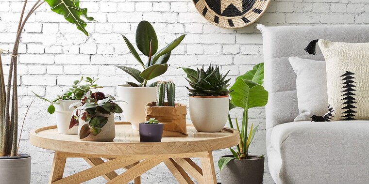 Jungle home: Las plantas perfectas para cada ambiente