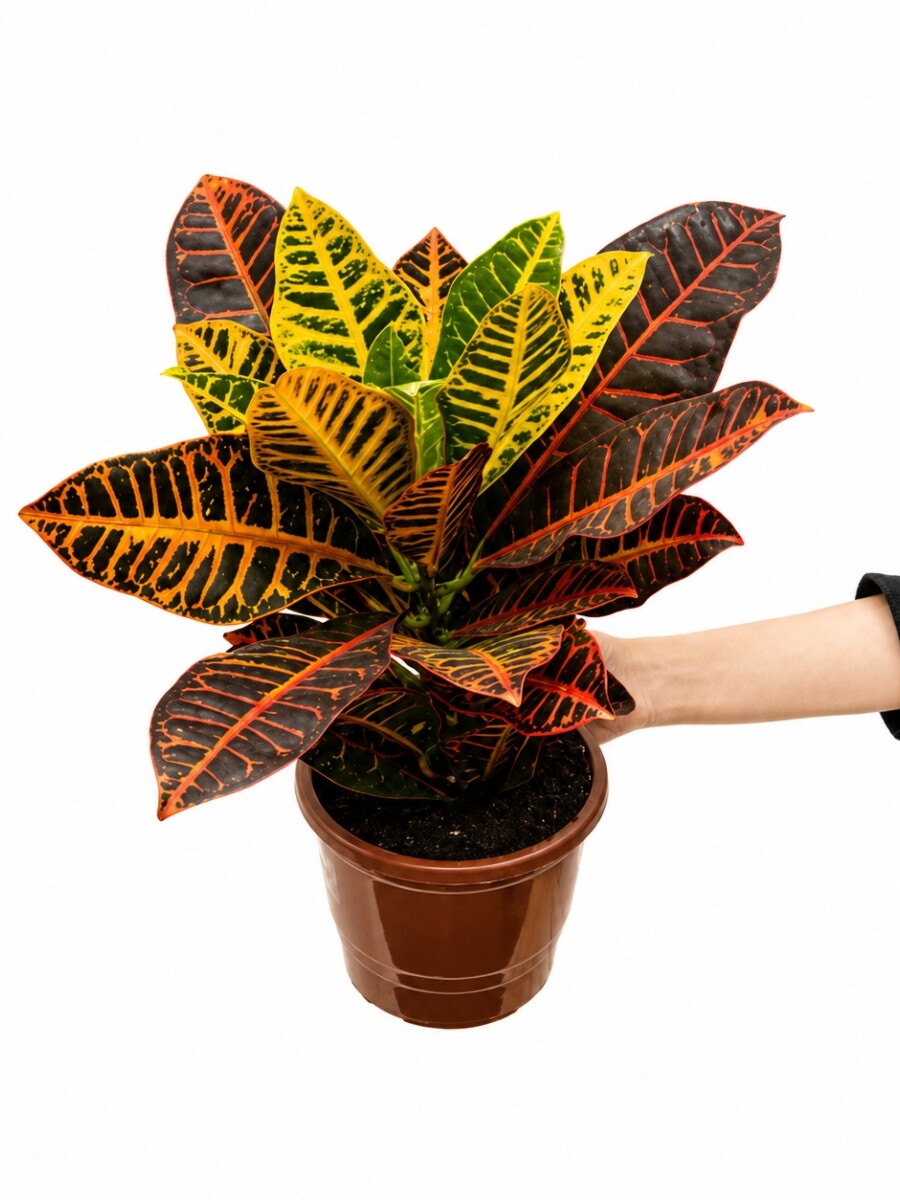 CROTON M CROTON M