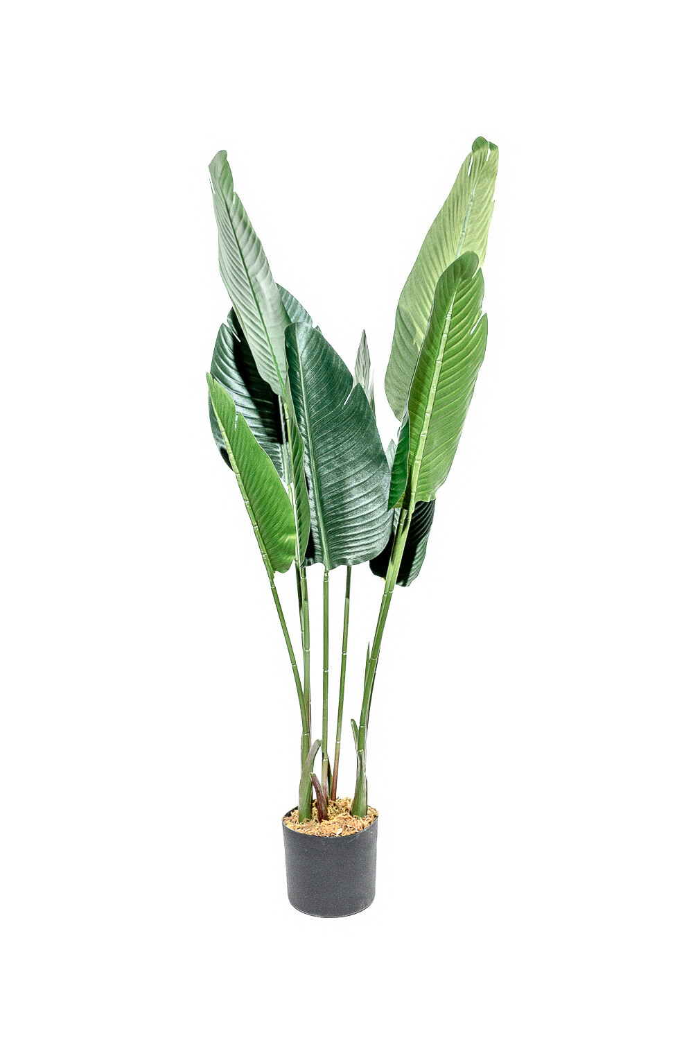 Planta Platano 115cm Color Unico