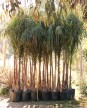 Palmera Pindo XL H: 2.5m / 3m