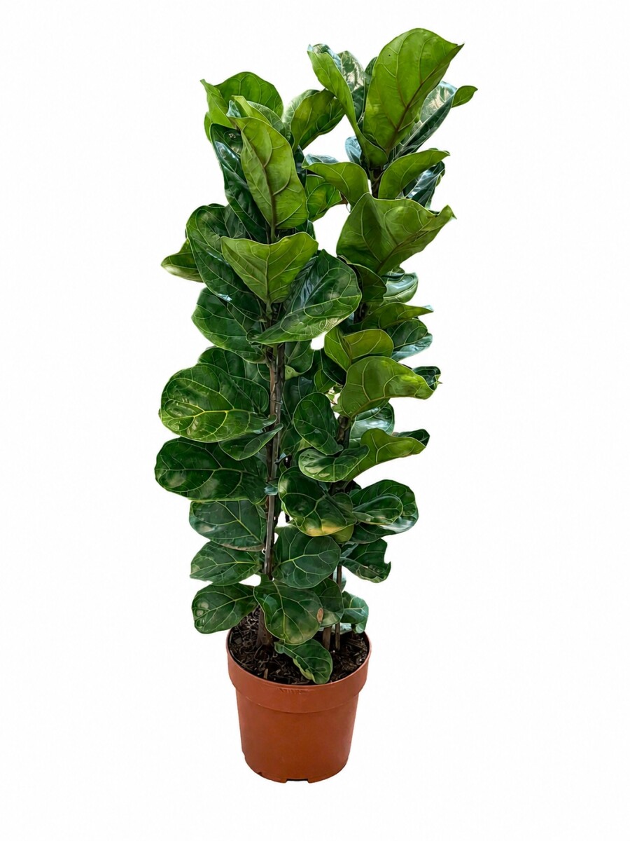 FICUS LYRATA FRONDOSO 3 RAMAS FICUS LYRATA FRONDOSO 3 RAMAS