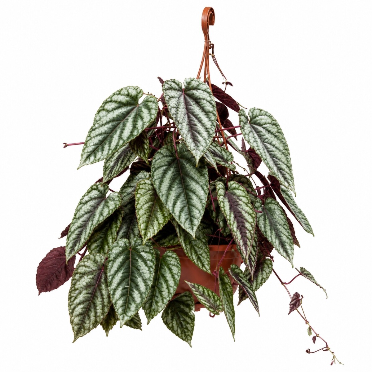 CISSUS JAVANA 