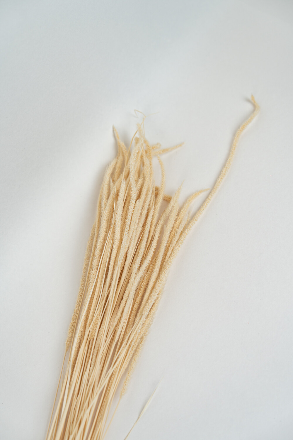 Deco Floral Flores Secas Color Unico