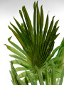 Planta Palmera Abanico 120cm Color Unico
