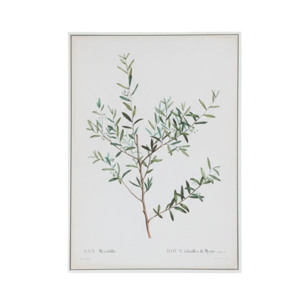 CUADRO DIS PLANTA C/FRUTA VERDE 