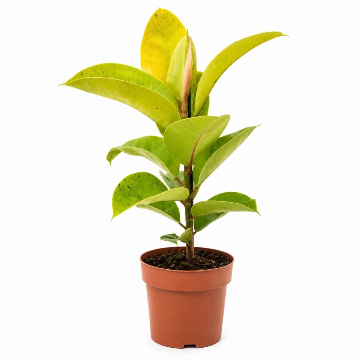 FICUS ELASTICA (GOMERO) SHIVERIANA M 1 RAMA 
