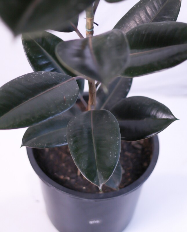 Ficus Elástica XL - Negro - H: 1m Ficus Elástica XL - Negro - H: 1m