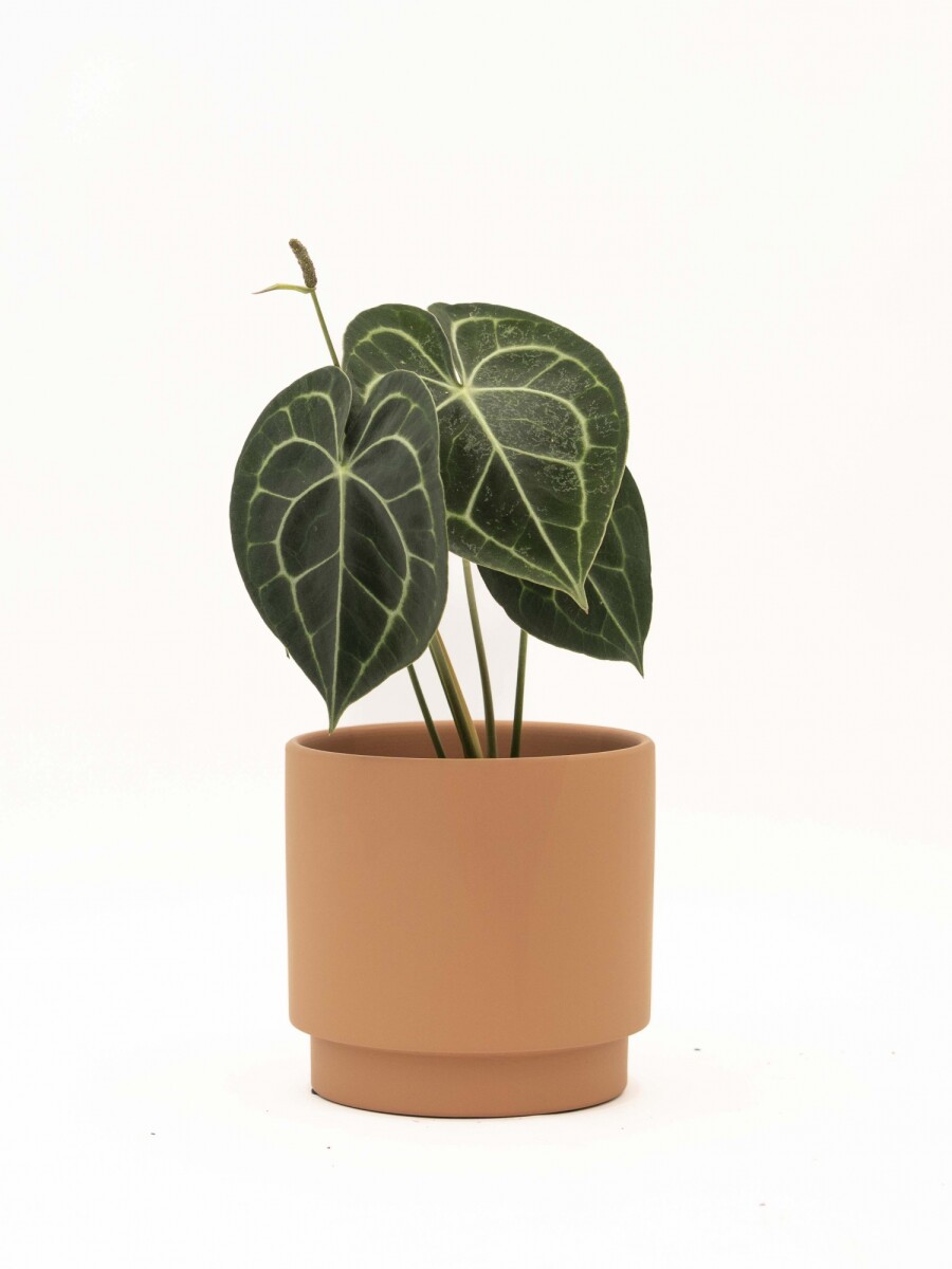 ANTHURIO CLARINERVIUM CON MACETA CERAMICA TERRACOTA