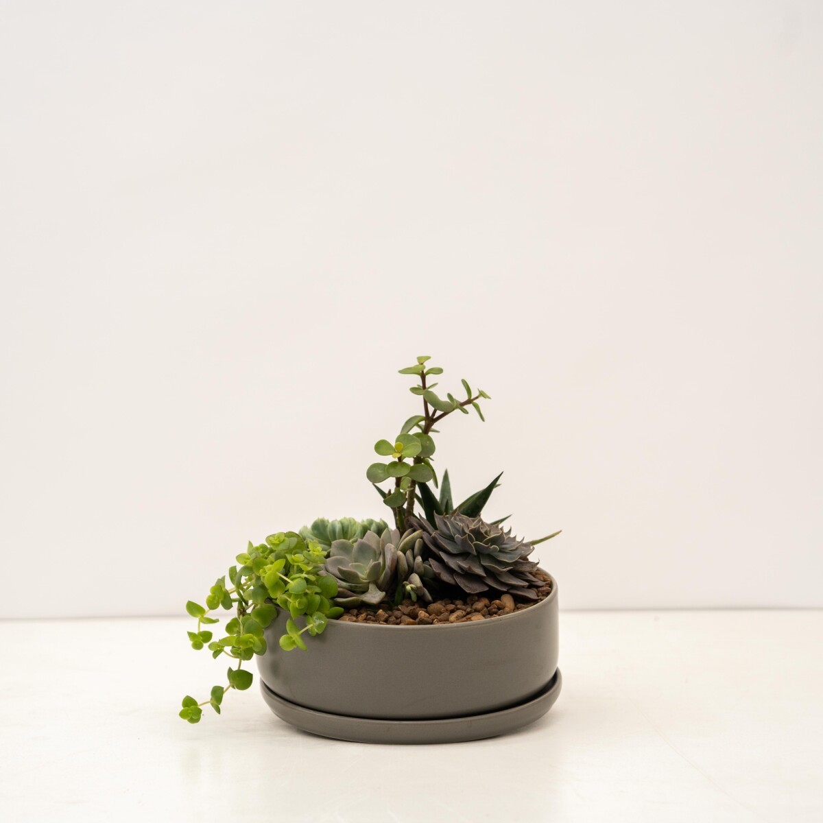PAILA CERAMICA CON SUCULENTAS (TERRARIO) - GRIS 