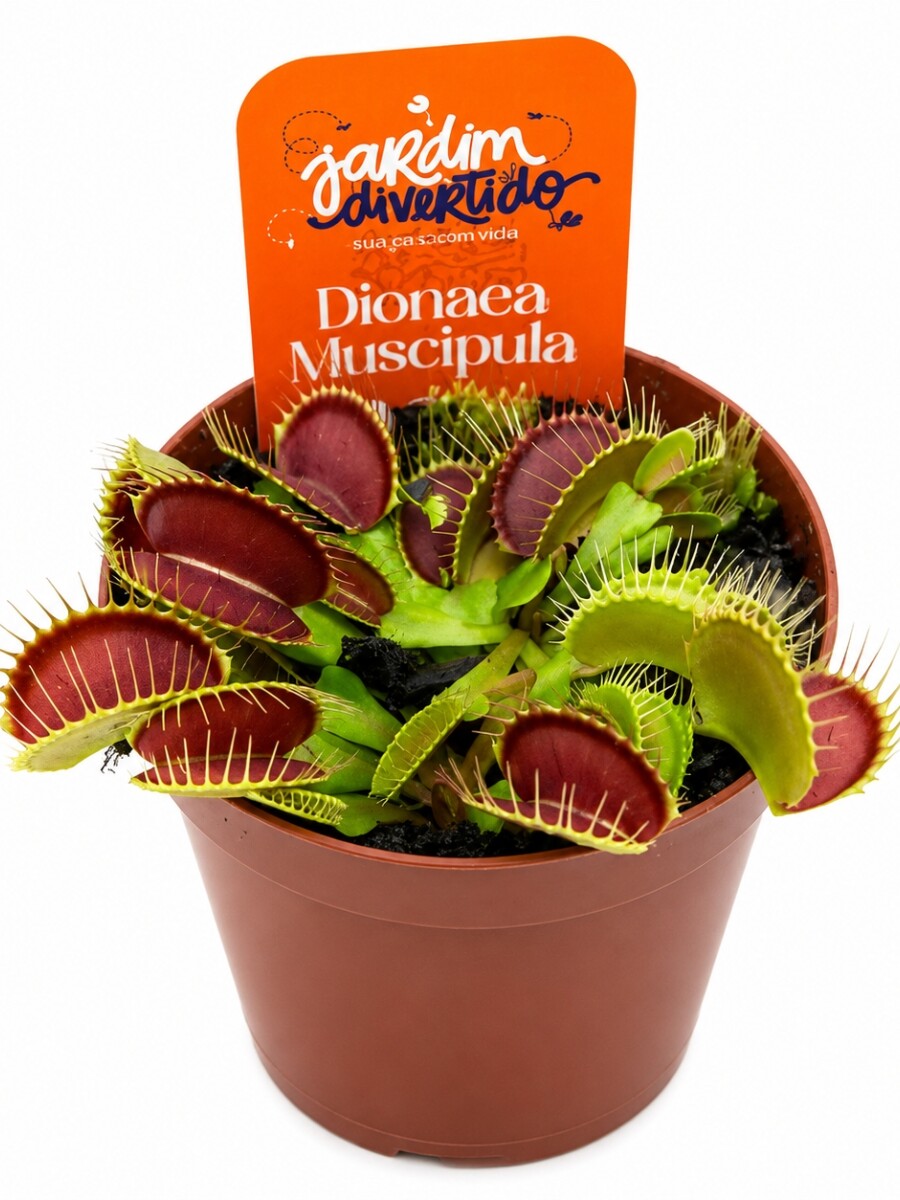 PLANTA INSECTÍVORA DIONAEA ( CARNIVORA ) PLANTA INSECTÍVORA DIONAEA ( CARNIVORA )