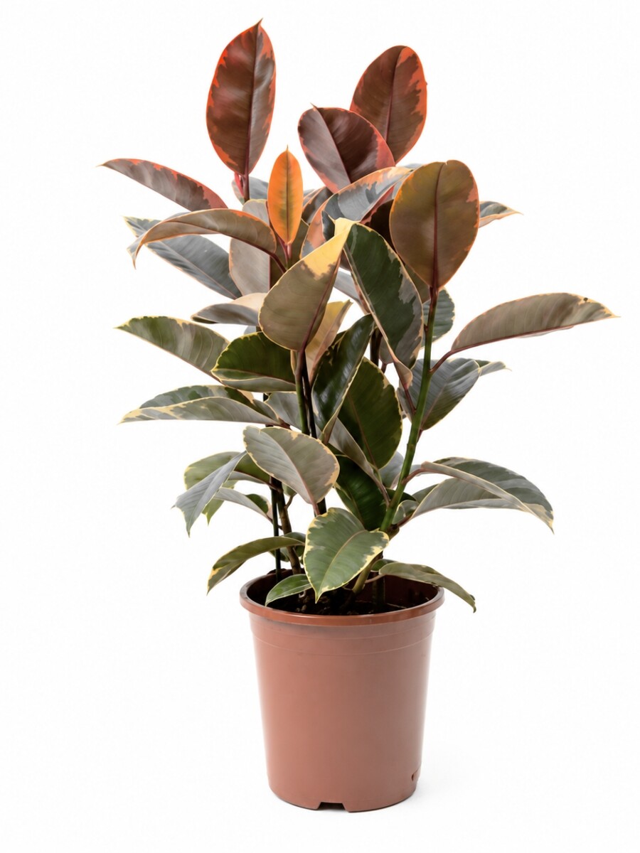 FICUS ELASTICA (GOMERO) VARIEGADO ROSADO (RUBY) L VARIAS RAMAS FICUS ELASTICA (GOMERO) VARIEGADO ROSADO (RUBY) L VARIAS RAMAS