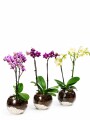 ORQUIDEA MINI EN BOWL ORQUIDEA MINI EN BOWL
