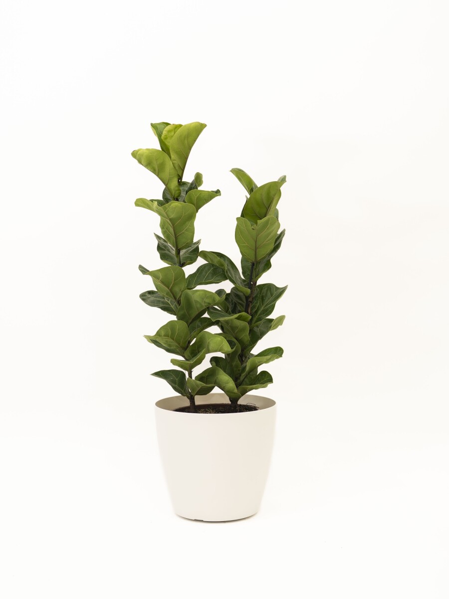 FICUS LYRATA 2 RAMAS CON PORTAMACETA PLASTICO COLOR BLANCO BRILLO