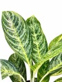 AGLAONEMA VARIADA GRANDE AGLAONEMA VARIADA GRANDE