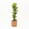 FICUS LYRATA BABY CON MACETA CERAMICA TERRACOTA