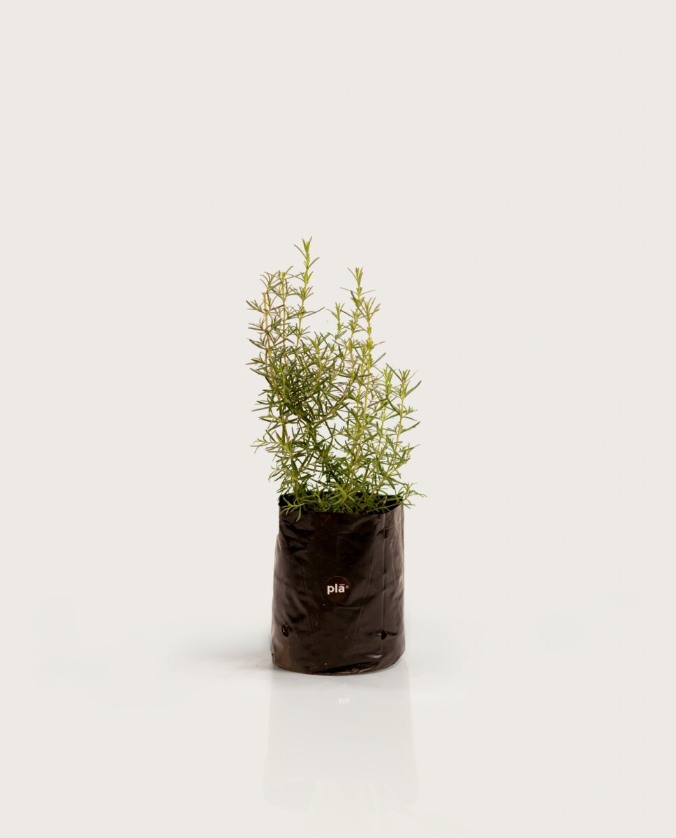 Romero - h:30cm 