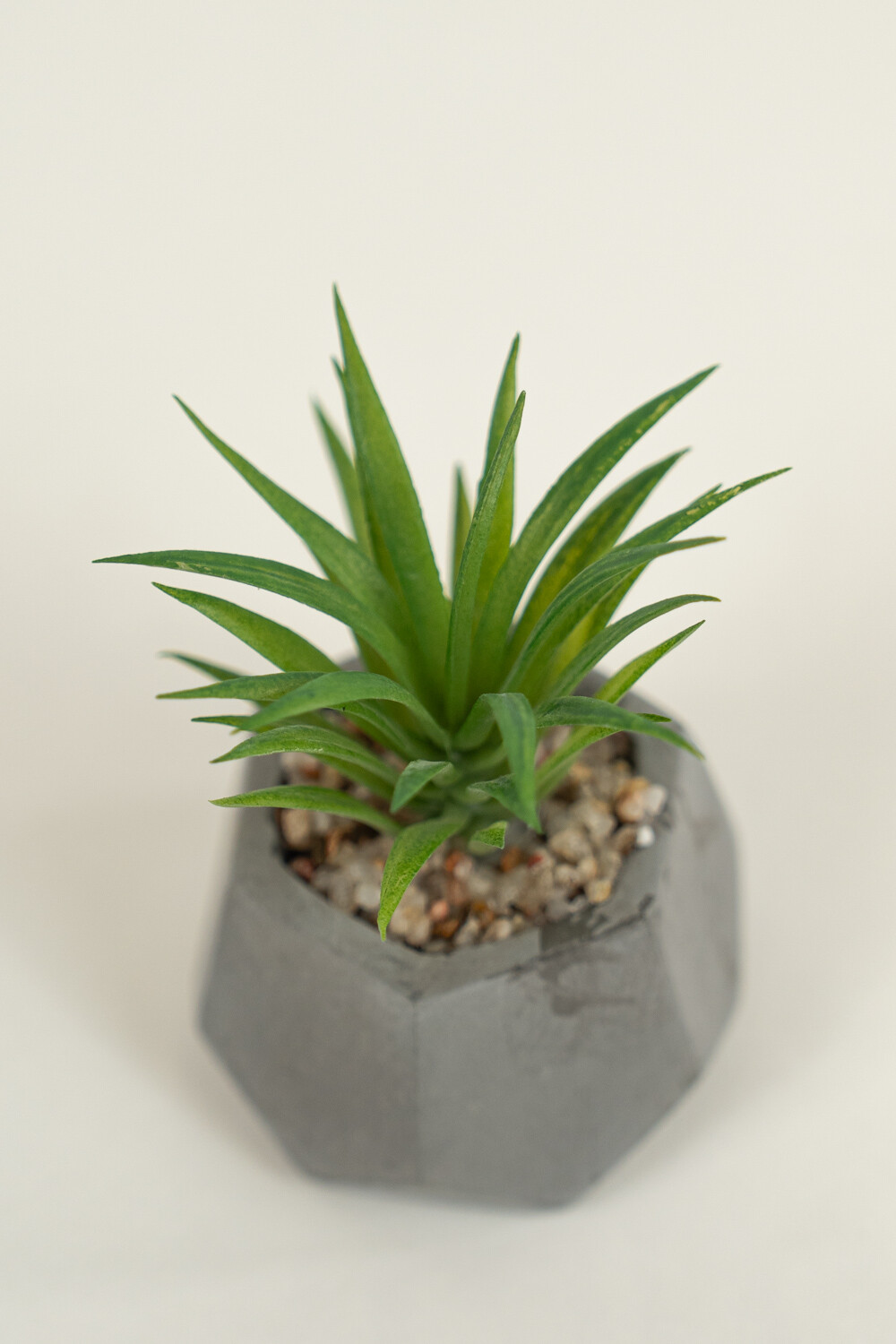 Planta Suculenta 696 Mini, Mix Color Unico