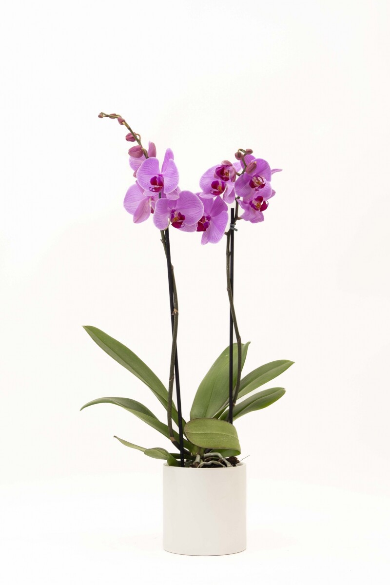 ORQUIDEA - CON MACETA MINIMALISTA BLANCA 