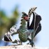 Safari Dragon Siniestro Juguete Niños Mitologia Figura Safari Dragon Siniestro Juguete Niños Mitologia Figura