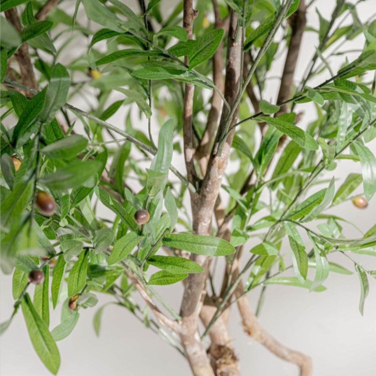 Planta / Olivo 1.70 m 