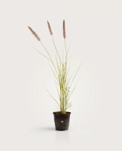 Pennisetum Rupelli Verde - H: 60cm