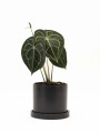 ANTHURIO CLARINERVIUM CON MACETA CERAMICA CON PLATO NEGRA