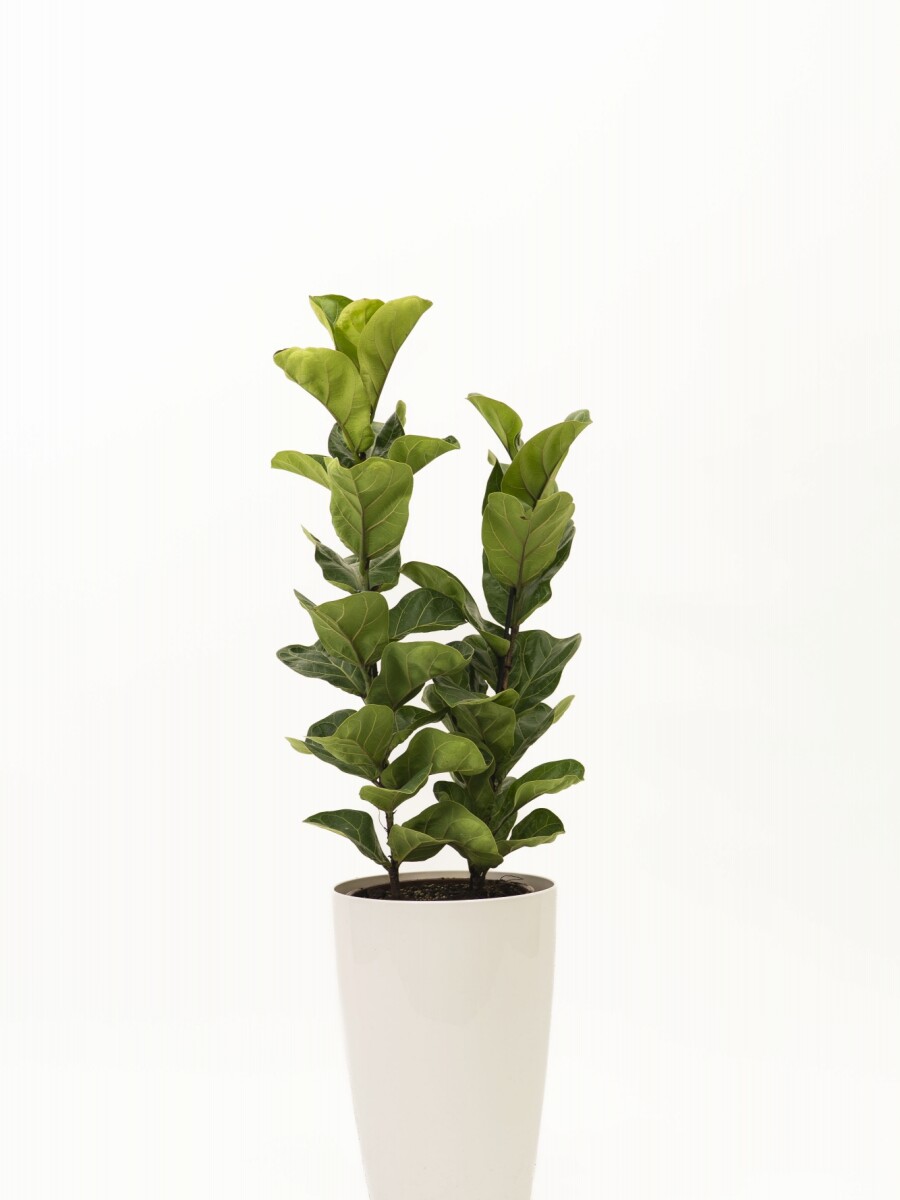 FICUS LYRATA 2 RAMAS CON PORTA MACETA BLANCO FICUS LYRATA 2 RAMAS CON PORTA MACETA BLANCO