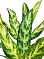 AGLAONEMA VARIADA GRANDE AGLAONEMA VARIADA GRANDE