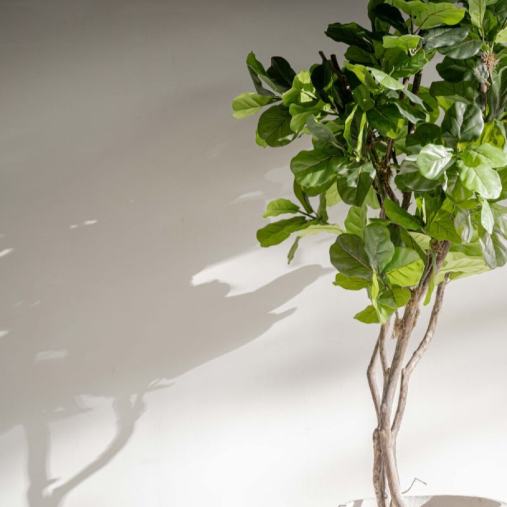 Planta / Ficus Lyrata 1.80 m Planta / Ficus Lyrata 1.80 m