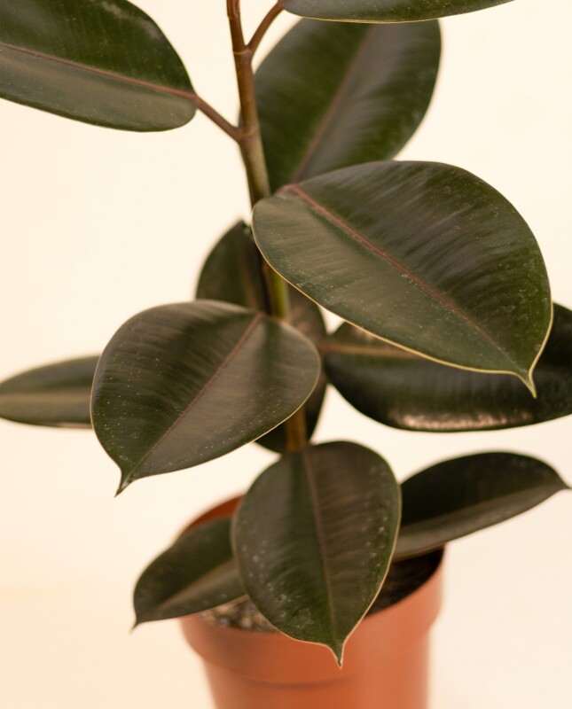Ficus Elástica "Gomero" Negro - H: 60cm