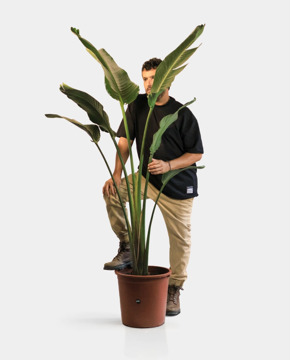Strelitzia Nicolai - XXL 