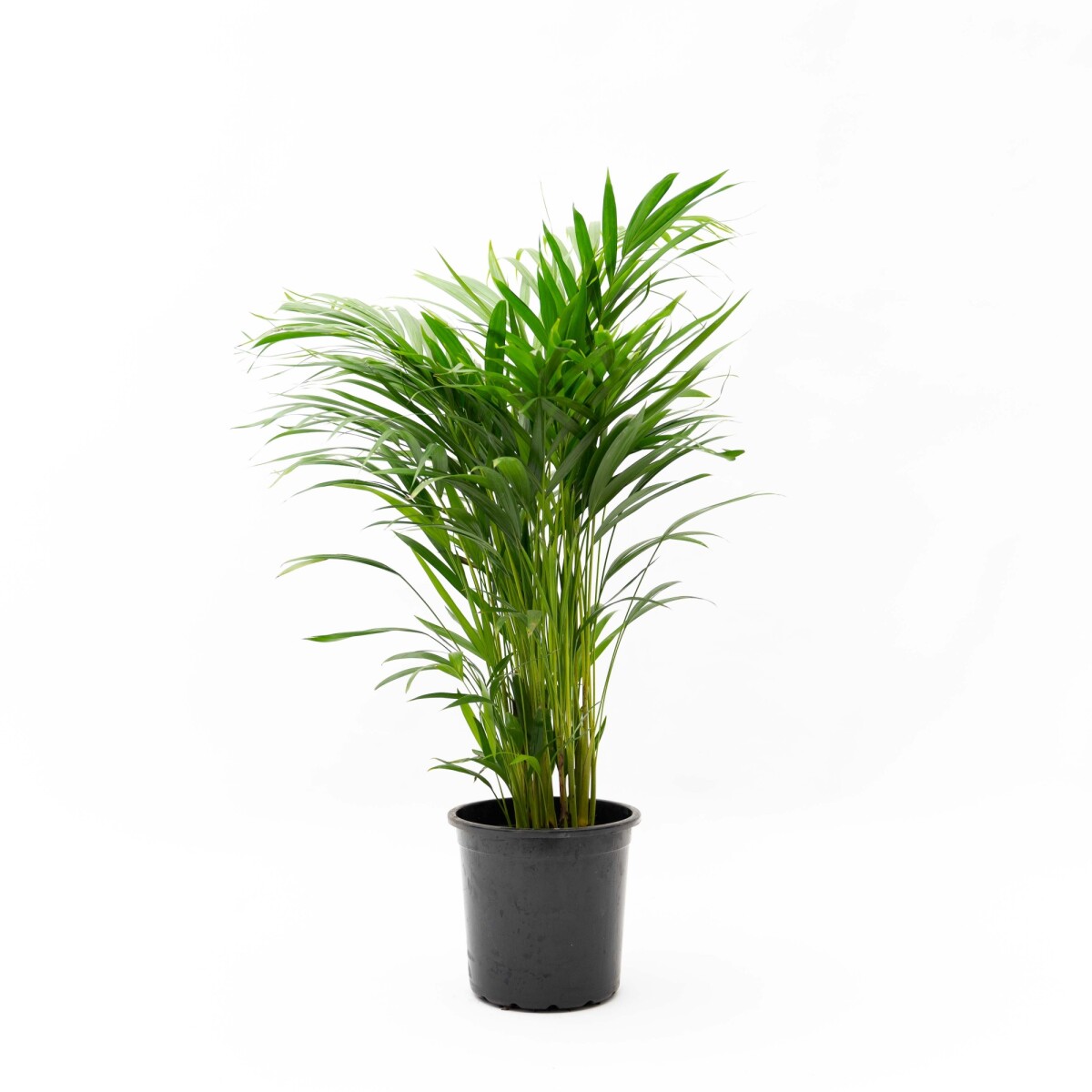 PALMERA ARECA M 