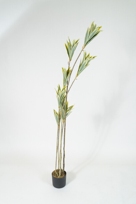 Planta Bambú Color Unico