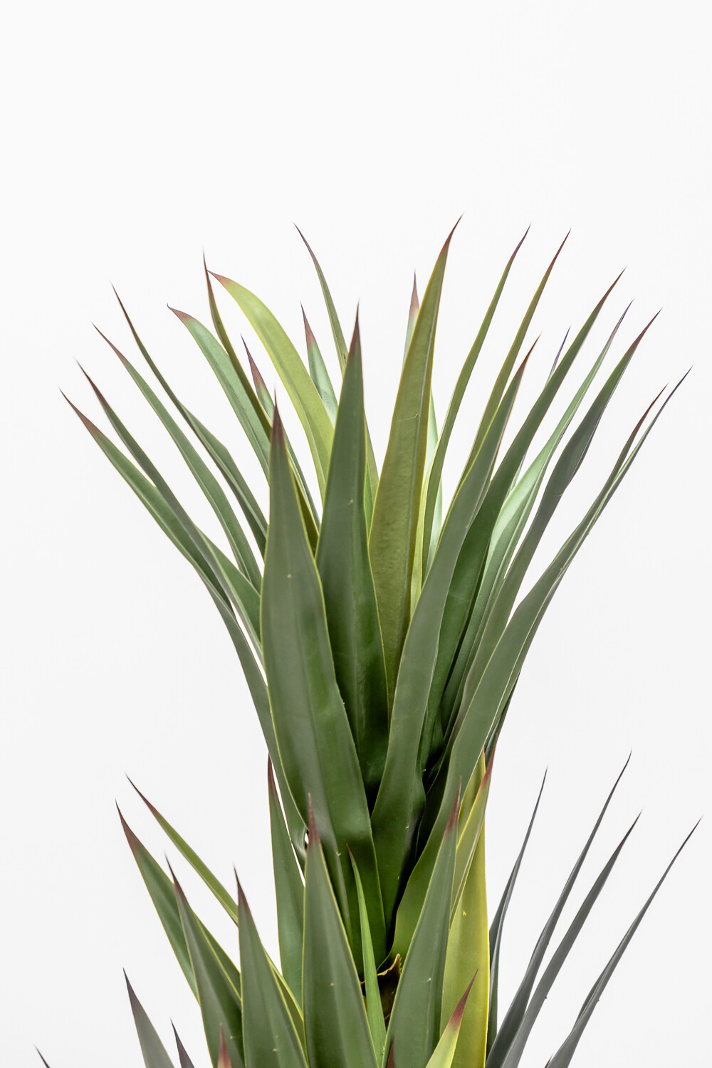 Planta Gladiolo Color Unico