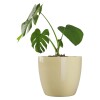 Macetero Premium N22 Beige 19.6cm Alto x 22 Diam Boca, 5,3 lts Macetero Premium N22 Beige 19.6cm Alto x 22 Diam Boca, 5,3 lts