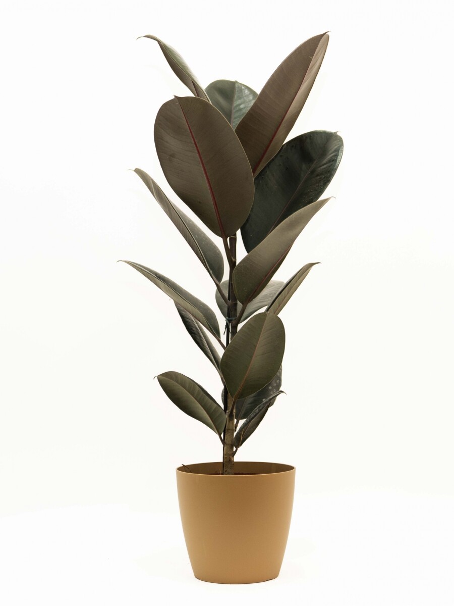 FICUS ELASTICA BURGUNDY EN PORTAMACETA PLASTICO OCHRE
