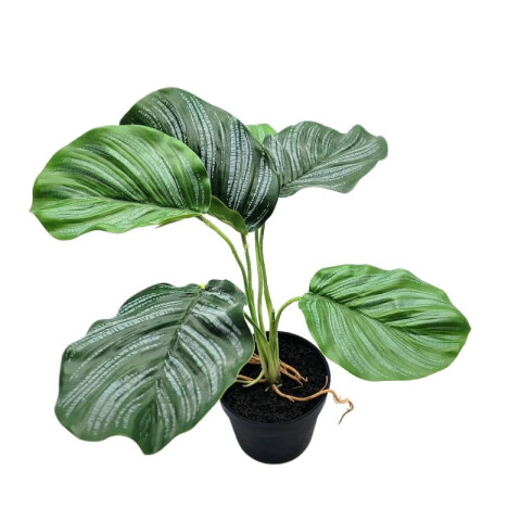 Planta Calathea Con Maceta Planta Calathea Con Maceta
