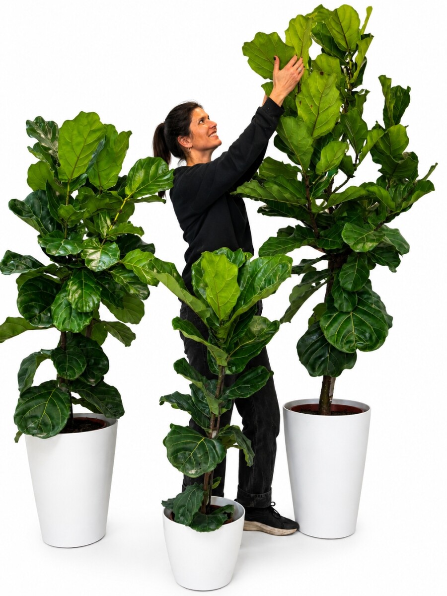 FICUS LYRATA XL HOJA GRANDE 1,5 MTS APROX FICUS LYRATA XL HOJA GRANDE 1,5 MTS APROX