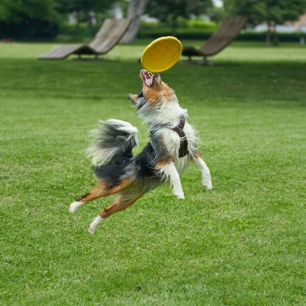 Juguete Para Perro Frisbee Disco Mascota Resistente Calidad Color Variante Amarillo
