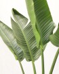 Strelitzia Nicolai XL - H: 1.8m