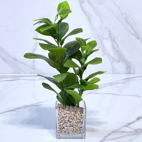 Planta Clusia Artificial Maceta Vidrio Alto 37cm Planta Clusia Artificial Maceta Vidrio Alto 37cm