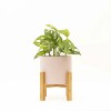 MONSTERA ADANSONII CON MACETA CERAMICA ROSA CON SOPORTE