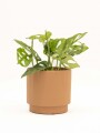 MONSTERA ADANSONII CON MACETA CERAMICA TERRACOTA