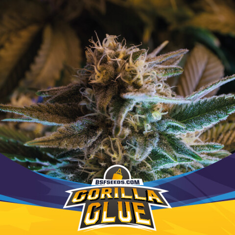 AUTO - GORILLA GLUE X12 UNIDADES