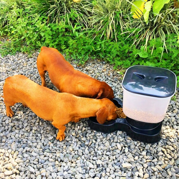 Comedero Automático Dispensador Alimento 8 Litros Mascotas Variante Color Negro