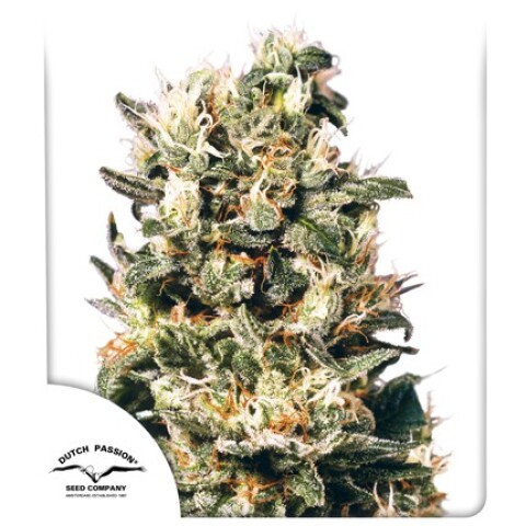 FEM - EUFORIA® X3 UNIDADES FEM - EUFORIA® X3 UNIDADES