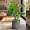 MONSTERA EN MACETA CERAMICA CON PLATO GRIS OSCURO